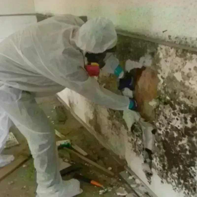 Mold Remediation and Removal in Rapid Valley, SD